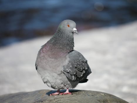 Portrait of a walking pigeon in winter day 