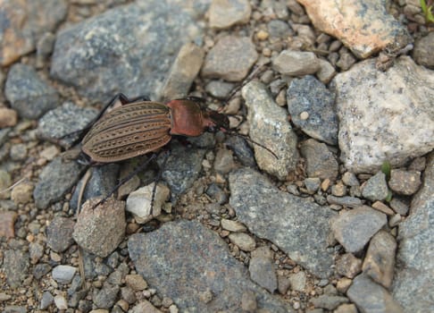 The bug on the ground        