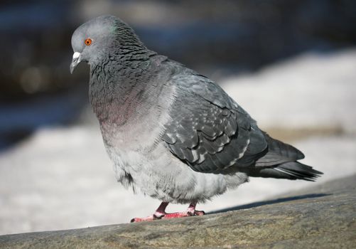 Portrait of a walking pigeon in winter day 