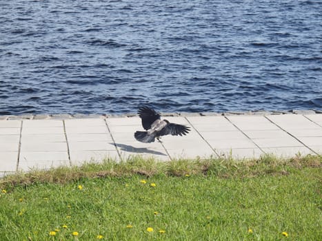 Raven in flight on quay. Petrozavodsk, Russia, Karelia      