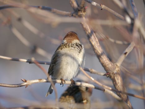 House Sparrow 