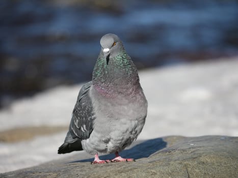 Portrait of a walking pigeon in winter day 