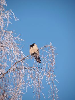 Raven on a branch in the winter. Sunset