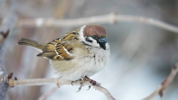 House Sparrow 