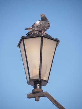 rock pigeon sitting on street lamp 