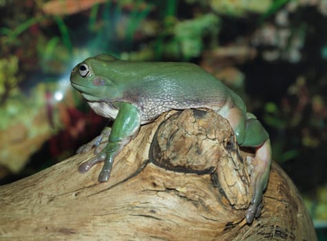 White's Dumpy Tree Frog on a branch 