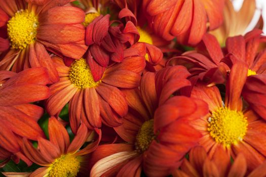 Close up view of a bunch of red chrysanthemums
