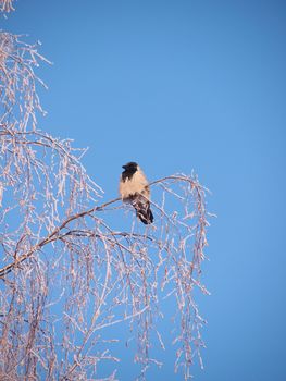 Raven on a branch in the winter. Sunset 