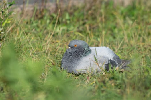 dove into the green grass 