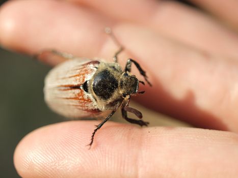 The may-bug on fingers in the spring