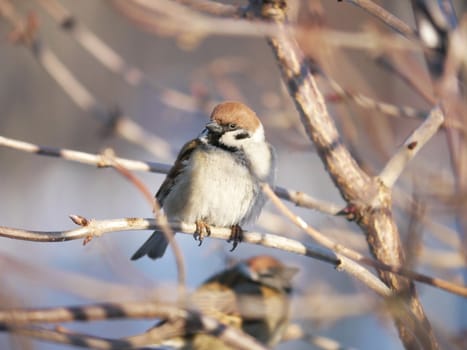 House Sparrow 