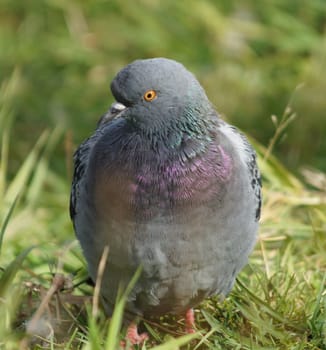 dove into the green grass 