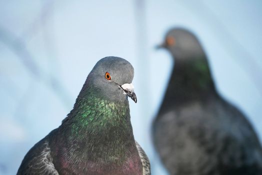 portrait of a dove