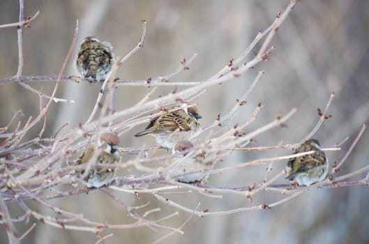 House Sparrow 