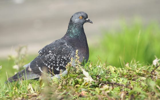 dove into the green grass 