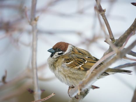 House Sparrow 
