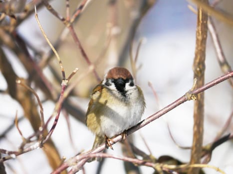 House Sparrow 