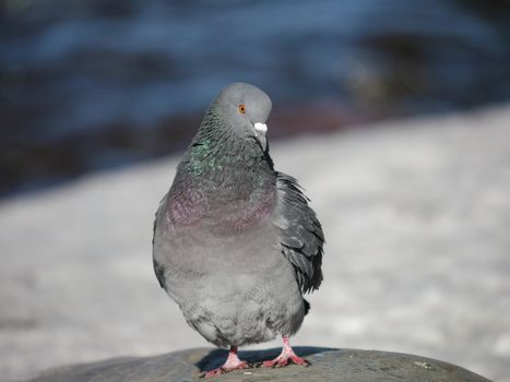 Portrait of a walking pigeon in winter day 