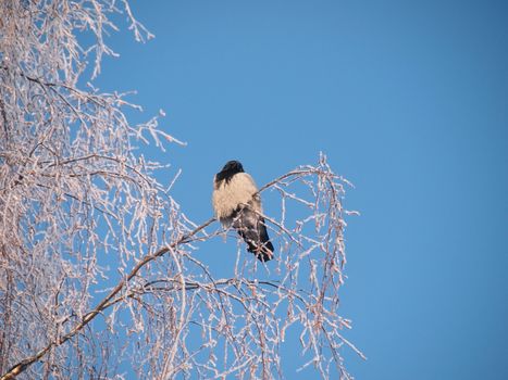 Raven on a branch in the winter. Sunset