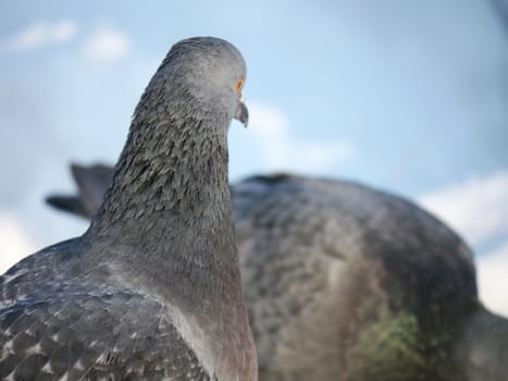 portrait of a dove