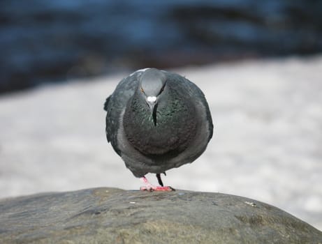 Portrait of a walking pigeon in winter day 