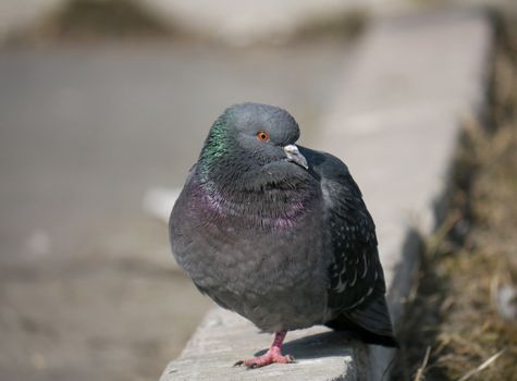 Portrait of a walking pigeon in winter day 