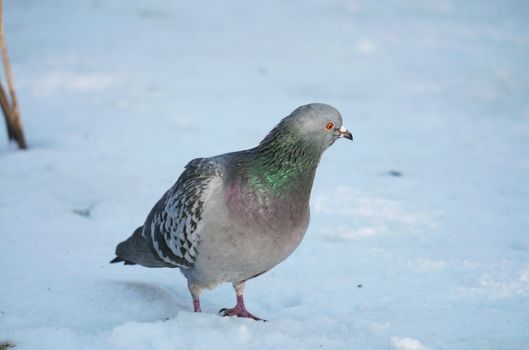 Pigeon on a snow 