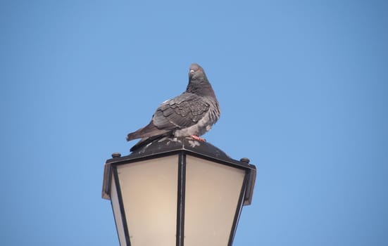 rock pigeon sitting on street lamp 