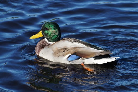 Duck
