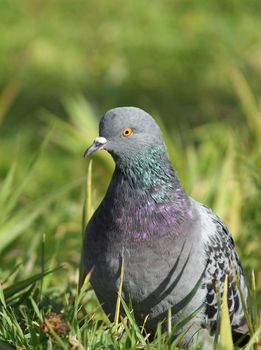dove into the green grass 