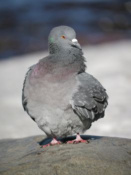 Portrait of a walking pigeon in winter day 