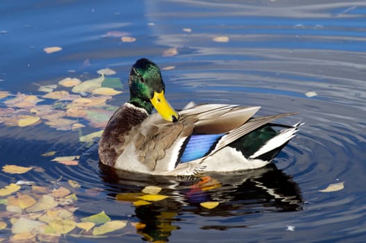 duck on the lake 