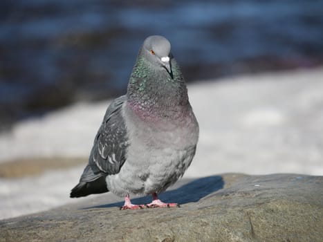 Portrait of a walking pigeon in winter day 