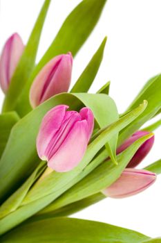 Fresh bouquet of tulips over white background