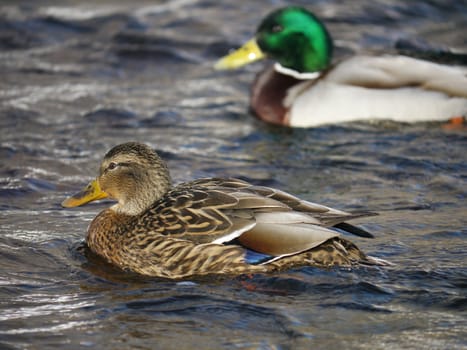 Duck on the river in winter 