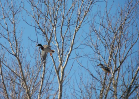 Duck In Flight 