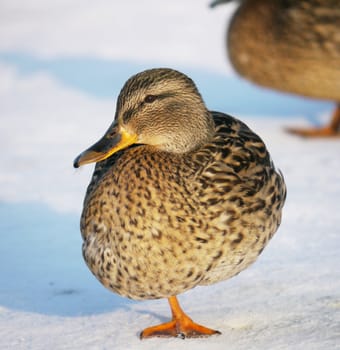 Duck on the river in winter 
