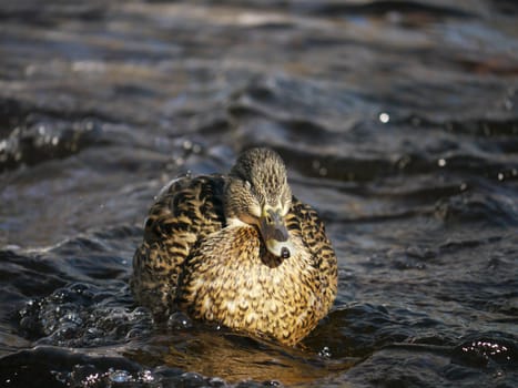 Duck on the river in winter 