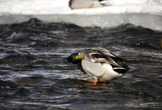 Duck on the river in winter 