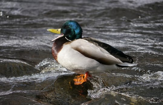 Duck on the river in winter 