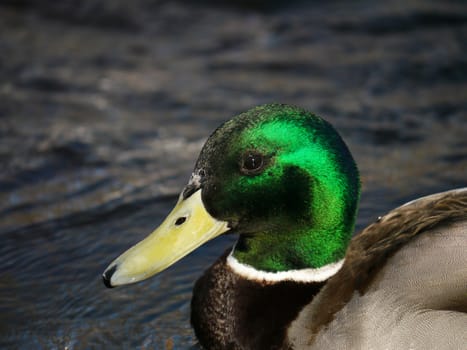 Duck on the river in winter 