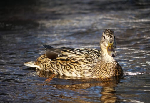 Duck on the river in winter 