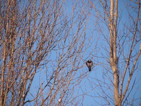 Raven on a branch in the winter. Sunset 