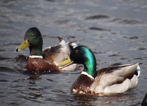 male mallard 