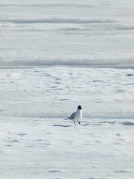 The seagull on the frozen lake       
