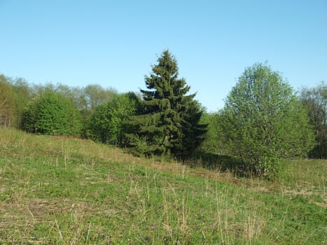 Fur-tree and birch in the evening on a meadow in the spring