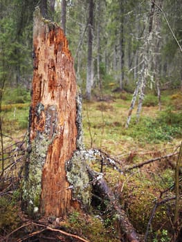 Old tree stump in the spruce forest 