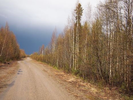 The road in the woods