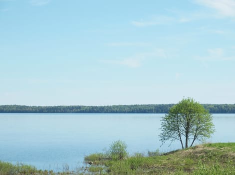Tree on coast of lake. Karelia, Russia   