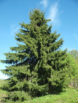 Pyramidal fur-tree in a wood in the spring, Karelia, Russia